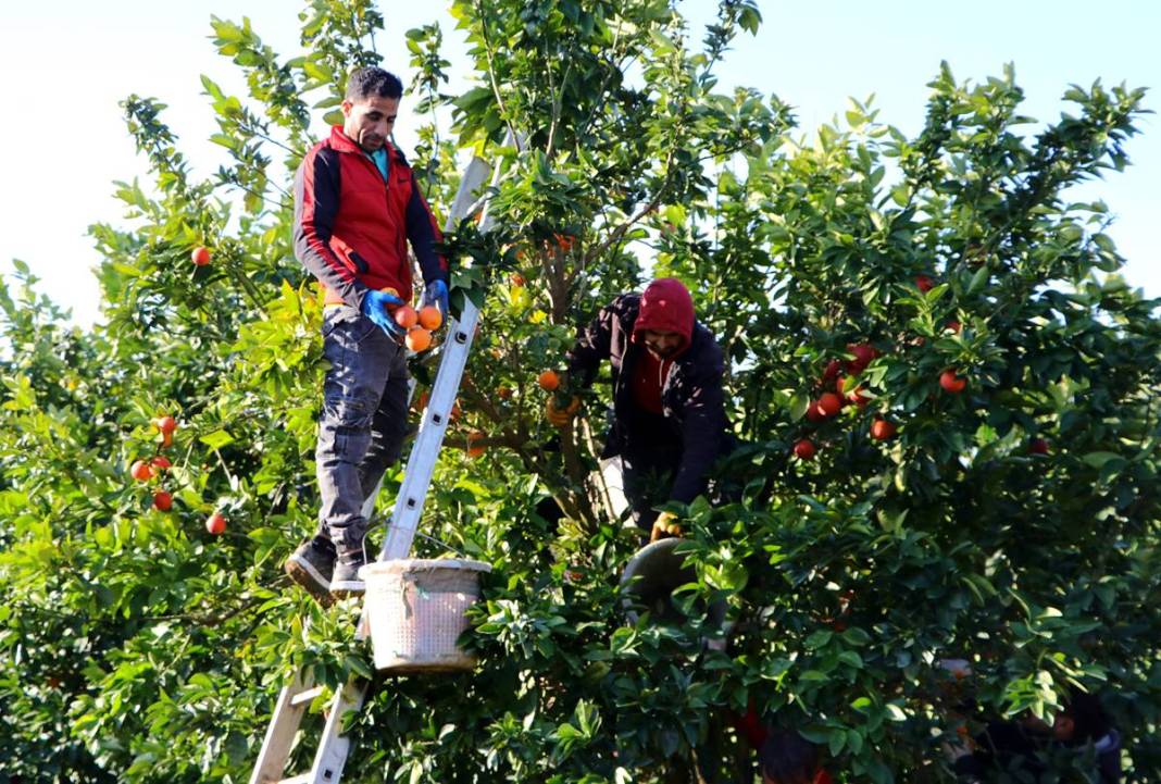 Bu portakal kan ağlıyor: Kilosu 12 TL! Yurt dışından yoğun talep görüyor 20
